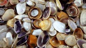 Seashells top view. Shell close-up. Ocean coast. Summer pattern from seashells. 