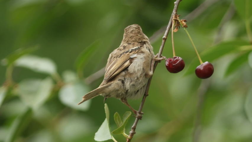 Female of house sparrow (Passer domesticus) sitting on a branch and eating cherries berries. Royalty-Free Stock Footage #1070569867
