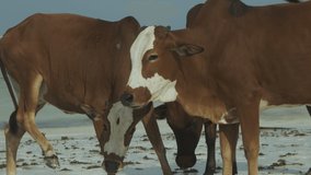 Cows on the beach near the ocean, slow motion video