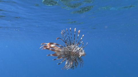Close-up of Lionfish slowly swims uder surface of the blue water in sun rays. Red Lionfish (Pterois volitans) Close-up, Slow motion