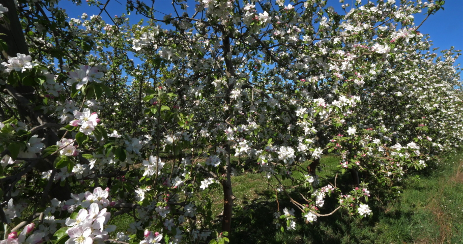 apple trees blooming during the spring season, Occitanie, southern France