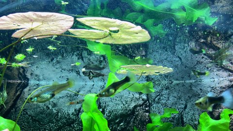 水槽 熱帯魚 の動画素材 4k Hd動画クリップ Shutterstock 水槽 熱帯魚 の動画素材 4k Hd動画クリップ Shutterstock