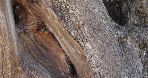 Close up on bark of  a millenar olive tree in the southern France