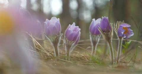 Beautiful purple flowers in forest - Pulsatilla patens pasque flower or prairie crocus with water drops on the petals. Pulsatilla patens is a species of flowering plant in the family Ranunculaceae