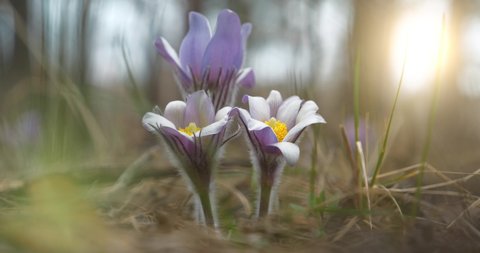 Wild purple flowers - Pulsatilla patens pasque flower or prairie crocus, and beautiful sunset in the forest. Pulsatilla patens is a species of flowering plant in the family Ranunculaceae