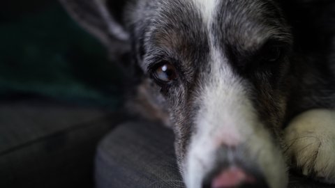Close-up dog portrait in 4K. Marble welsh corgi looking at the camera. Footage of adorable dog at home.