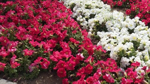 Beautiful Red and White Petunia Flowers Dancing in a breeze wind