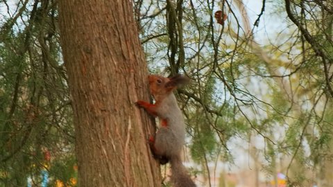 Red squirrel run up and down a tree trunk in park, in a natural environment. Small grey squirrel running and jumping amongst the branches in the park.Rodent in the forest looks food between the leaves