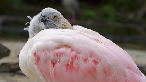 Roseate spoonbill (Platalea ajaja) resting with bill tucked into back feathers - Florida, USA