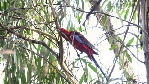 crimson rosella foraging for food on a eucalyptus tree at katoomba in the blue mountains of nsw, australia