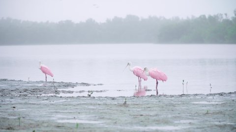 roseate spoonbill trio on foggy lake shore during overcast morning