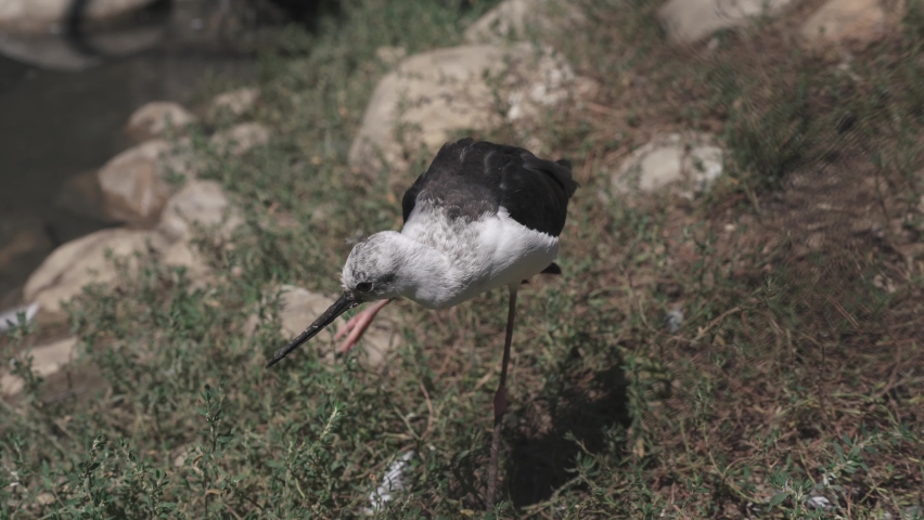Black-winged stilt scratching her head and standing on one leg