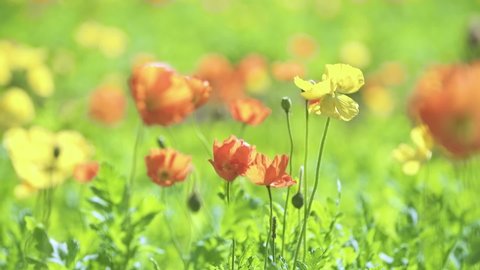 Colorful Poppy Flower Blooming in Spring Fields