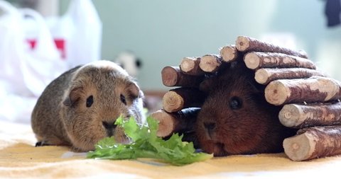 two cute guinea pigs eat lettuce and greens. High quality 4k footage