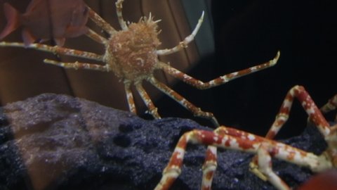 Giant Spider Crab Stock Video Footage 4k And Hd Video Clips Shutterstock