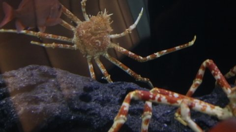 Giant Spider Crab Stock Video Footage 4k And Hd Video Clips Shutterstock Giant Spider Crab Stock Video Footage 4k And Hd Video Clips Shutterstock