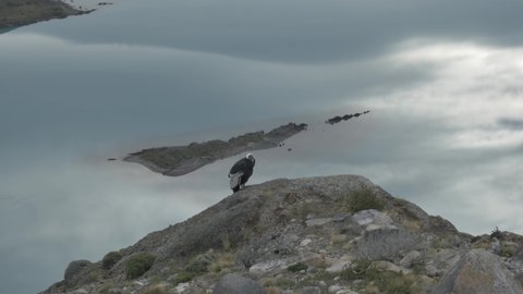 Condor on a rock in Torres Del Paine National Park, Chile