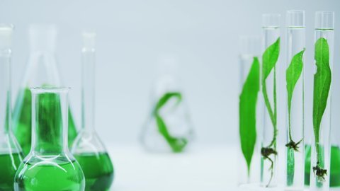 Laboratory flasks and test tubes with a clear liquid and live algae. Production of natural cosmetics from marine plants. Production of food supplements from algae. Flasks with sea plants.