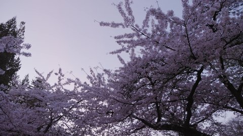 桜背景 おしゃれ Stock Video Footage 4k And Hd Video Clips Shutterstock