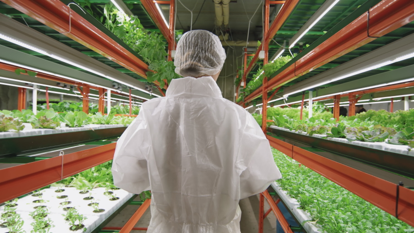 Rear-view medium track shot of young agronomic engineer in protective coveralls walking along contemporary vertical farm inspecting shelves of growing seedlings of various sorts Royalty-Free Stock Footage #1070630368