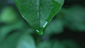 The beauty of nature, a drop of dew falls from a leaf. Slow motion 4K video after rain when a droplet falls from a plant.