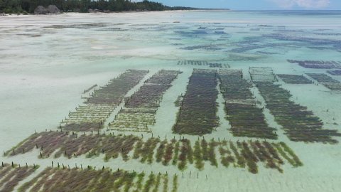 Aerial video: flies around seaweed beds underwater in the ocean, seaweed plantation