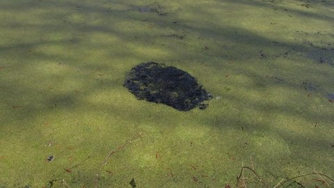 Meditative movement of green duckweed in water from the edges to the center. Sunny morning. Shadows. Wetlands of Ukraine.