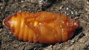 This close up, time lapse video shows an active beetle pupa moving around.