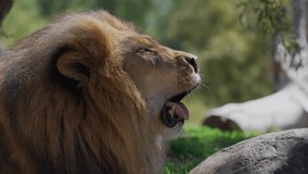 This slow motion video shows a close up, profile view of a wild lion opening it's moth in a roaring, yawning motion.