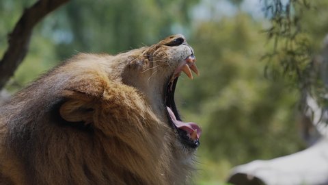 This slow motion video shows a close up, profile view of a wild lion opening it's moth in a roaring, yawning motion.