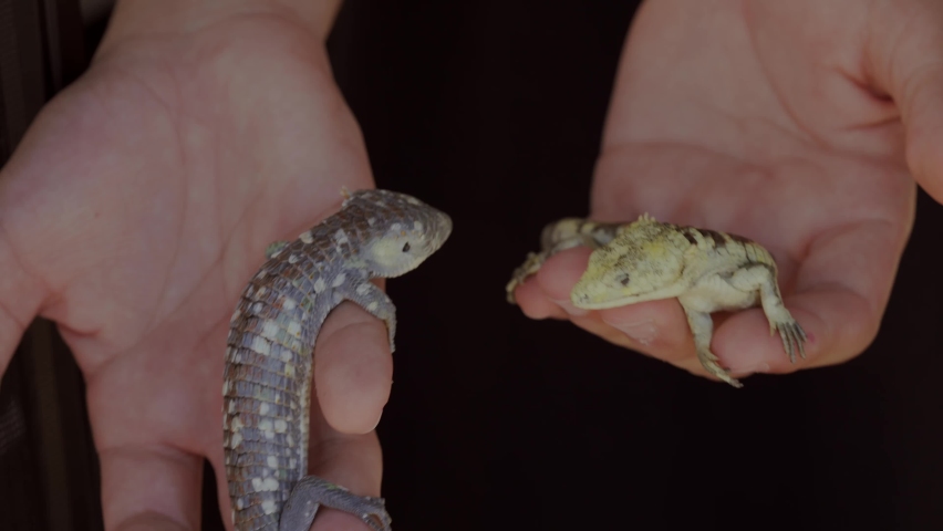 This video shows anonymous hands holding, showing, and displaying exotic pet reptiles. | Shutterstock HD Video #1070641855