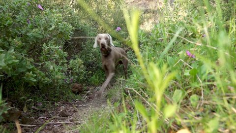Weimaraner dog walks along a field path and makes a stop
