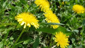 4l video, grassy wildlife with yellow dandelion flowers that grow between the grasses in the wild, swaying in the wind on a sunny and windy summer day.