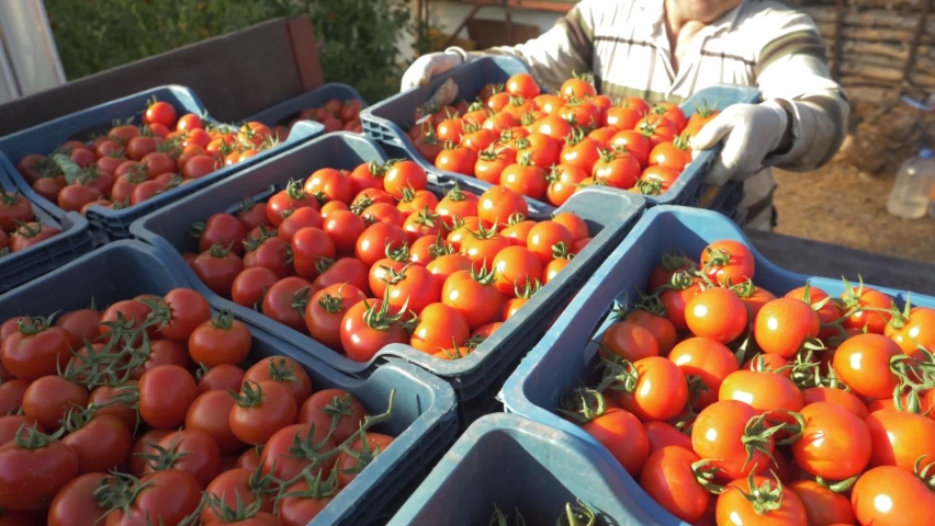 harvesting ripe red tomatoes grown in greenhouse, agriculture industry. growing vegetables, commercial tomato produce, farming concept. Farmer selling fresh crops, tomato harvest in autumn.
