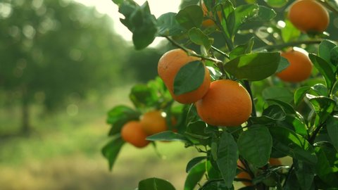 Ripe citrus fruits or tangerines hanging on a tree. beautiful healthy organic juicy oranges in citrus orchard. fruit farming