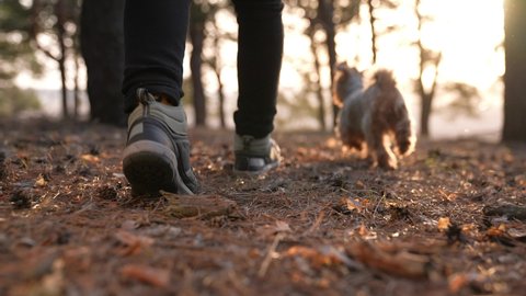 hiker feet walking the dog in the park forest. travel concept. close-up of a leg man walking with a dog in the park in the forest. pet dog walk concept. hiker sneakers walking close-up park journey
