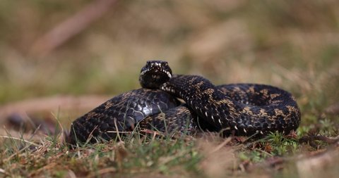 Vipera berus, the common European adder or common European viper, is a venomous snake that is extremely widespread and can be found throughout most of Western Europe and as far as East Asia.