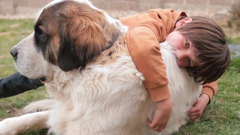 Moscow Watchdog is large powerful breed with a gentle temperament. Calm and kind dog to protect its family boy shows love for his pet. Therapy dog.