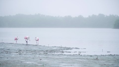 roseate spoonbill trio walking along foggy lake shore during overcast morning