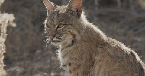 Closeup of Face Head of American Bobcat or Wild Cat Looking Around