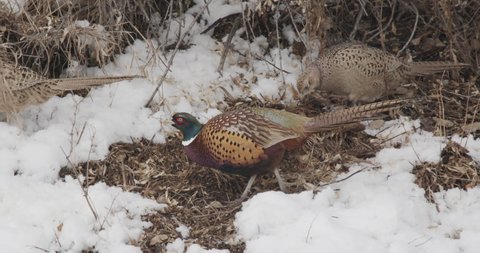 Ring-necked Pheasant Male and Female Pair Pheasants Eating Pecking in Winter