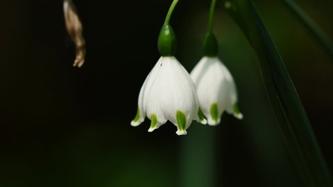 Zoom in 4k footage of Lily of the valley, close up of beautiful tiny white flowers, Convallaria majalis.