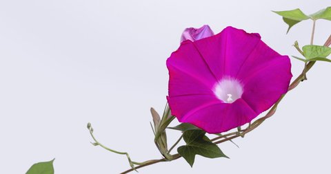 Time-lapse video of a red morning glory blooming.