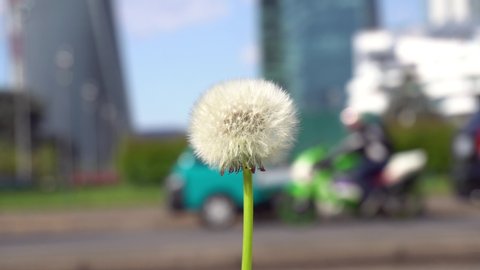 dandelion flower in the foreground with the urban traffic of cars in Milan in the background - green revolution in the city to improve air quality against atmospheric pollution - Milan green city