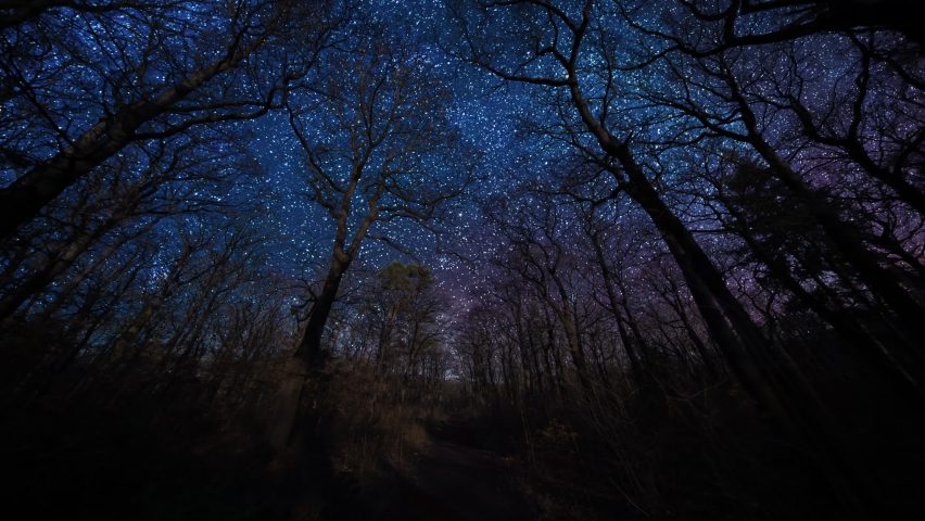 A dark blue starlit sky above the forest. Old tall trees reaching up, leafless branches stretching to the starry sky above. Millions of stars shining brightly as Earth is hurtling through space.