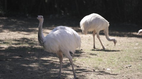 A white Rhea in a zoological is plucking is own feathers, close up on nature