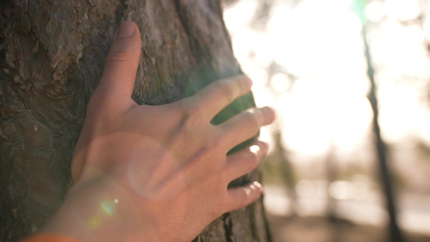 hand touch the tree trunk. ecology a energy forest nature concept. a man hand touches a pine tree trunk close-up glare. hand tree touch trunk. bark wood. tree wild forest travel concept sun Royalty-Free Stock Footage #1070676853