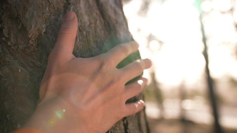 hand touch the tree trunk. ecology a energy forest nature concept. a man hand touches a pine tree trunk close-up glare. hand tree touch trunk. bark wood. tree wild forest travel concept sun