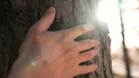 hand touch the tree trunk. ecology a energy forest nature concept. a man hand touches a pine tree trunk close-up glare. hand tree touch trunk. bark wood. tree wild forest travel concept sun - Powered by Shutterstock - Get 15% off with code: PIKWIZARD15