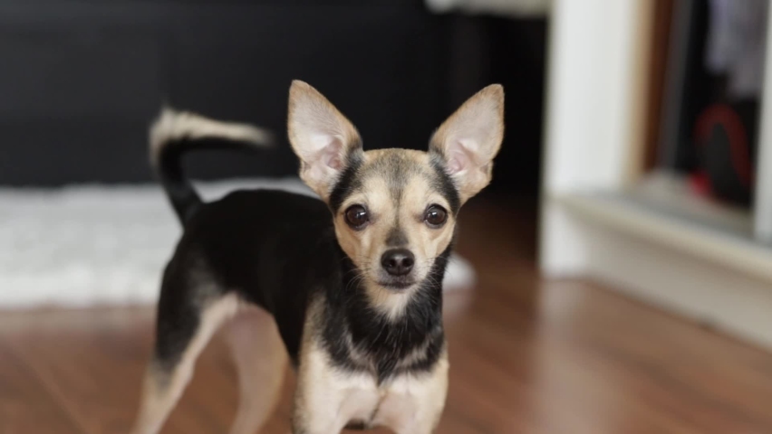 Active puppy looks at the owner, healthy funny dog close-up, happy muzzle